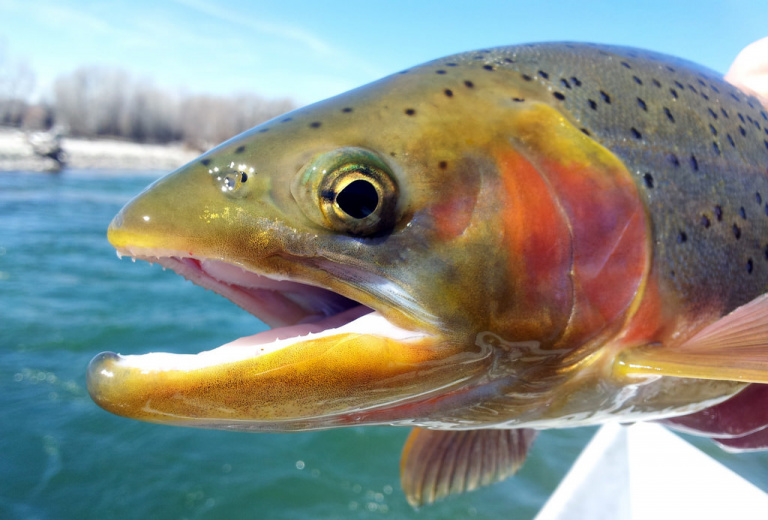 100,000 Rainbow Trout Will be Stocked in Public Ohio Lakes this Year