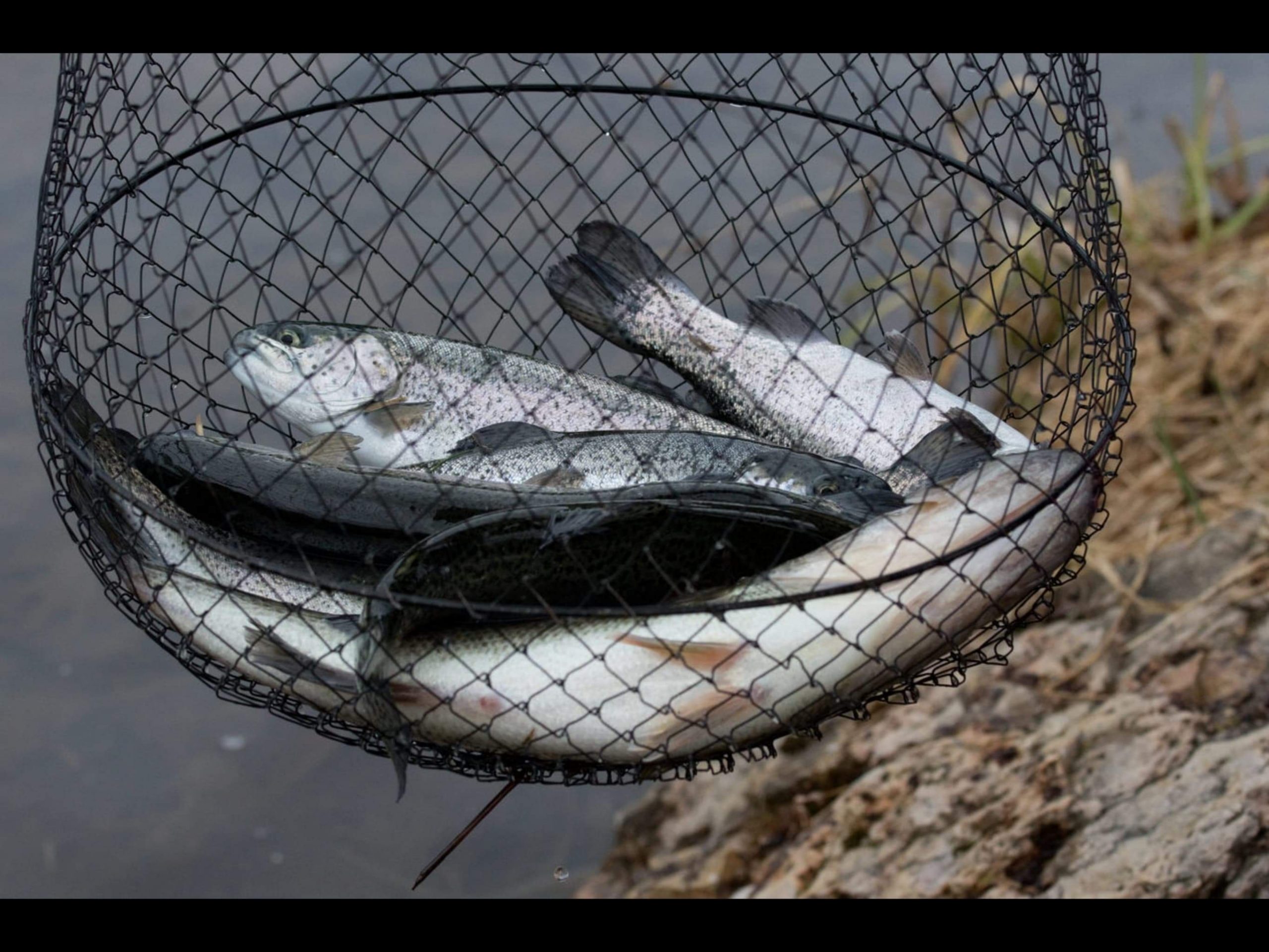 ODNR Ohio’s Rainbow Trout Releases Scheduled to Begin Week of March 12