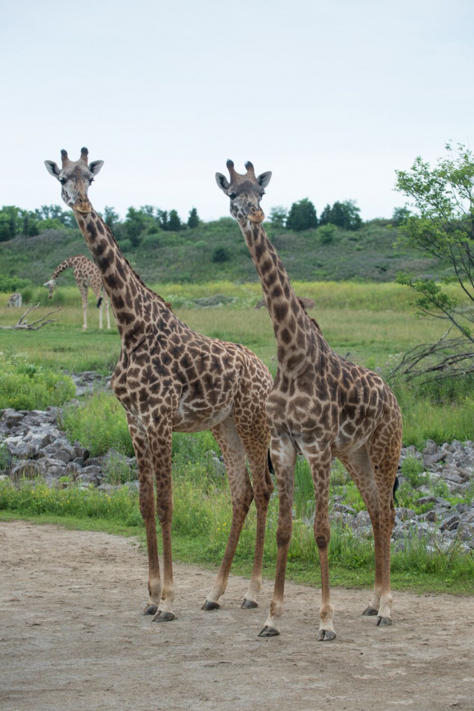 Two Giraffes at the Columbus Zoo Ready to Give Birth! Watch the Live