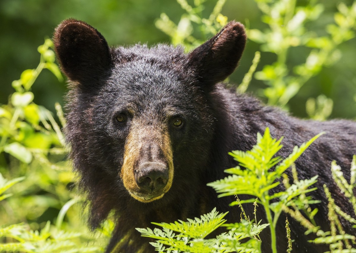 Black Bear Sightings Increasing in Ohio Scioto Post