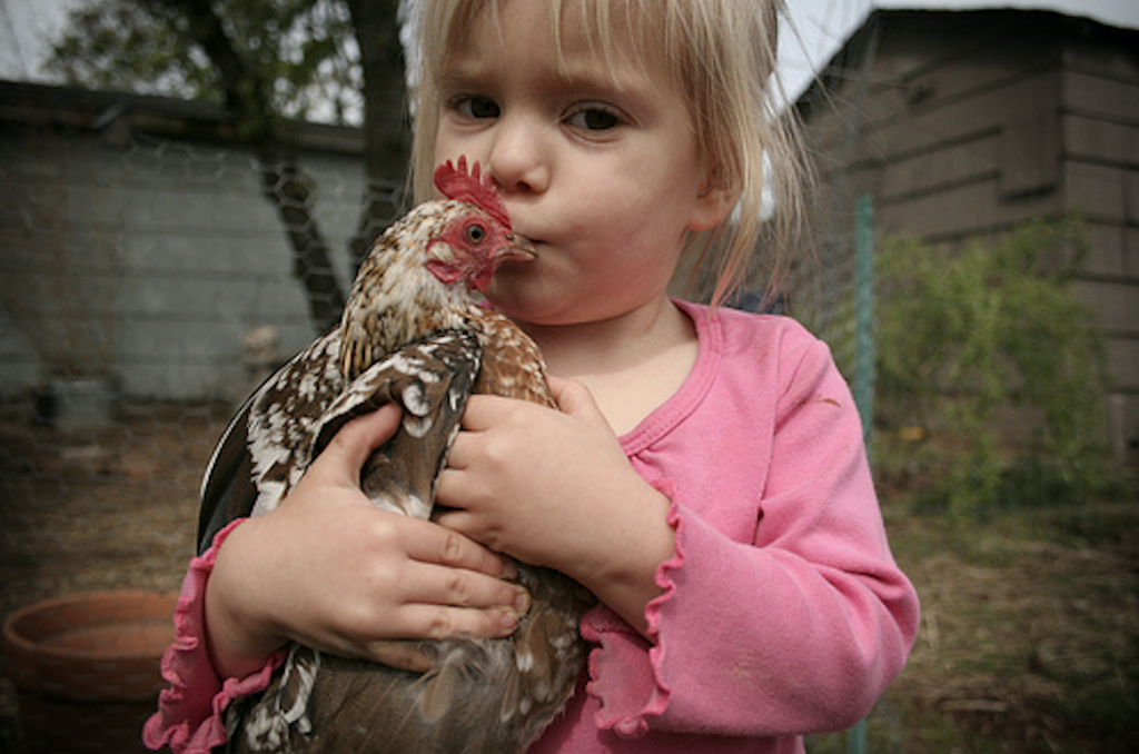 Dont Kiss Your Chickens Warns Cdc A Outbreak Of Salmonella Linked To Backyard Poultry Scioto Post 
