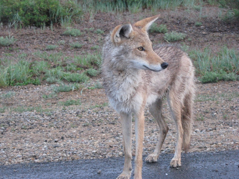 Ohio Division of Wildlife Warns of Young Coyote Leaving Den, Will