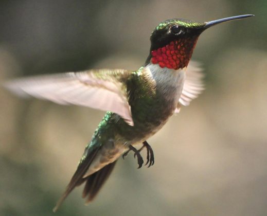 Hummingbirds Returning to Ohio Soon, Time to Prepare Feeders - Scioto Post