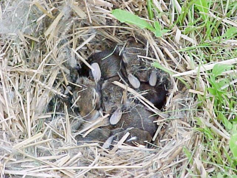 caution-wildlife-baby-season-baby-bunnies-in-yard-scioto-post