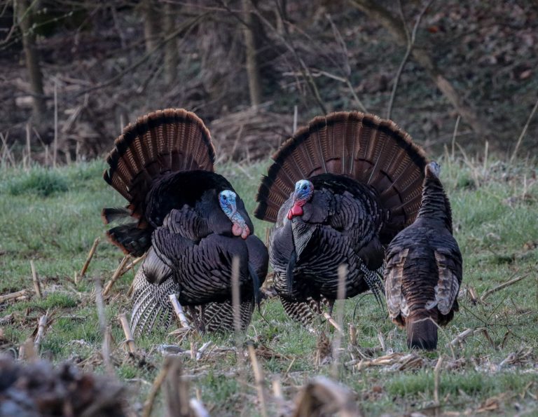 Ohio Youth Hunters Harvested 1,823 Turkeys Scioto Post