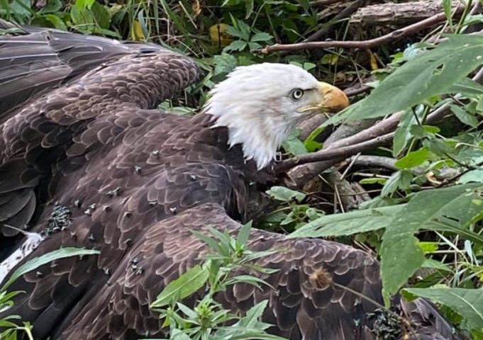 Two Ohio Officers Rescue A Injured Bald Eagle - Scioto Post