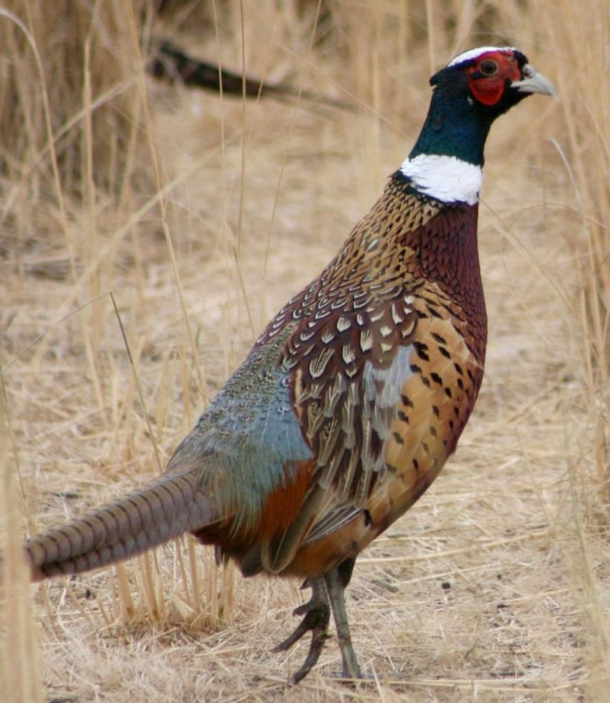 ODNR More than 14,000 Rooster Pheasants are scheduled to be released