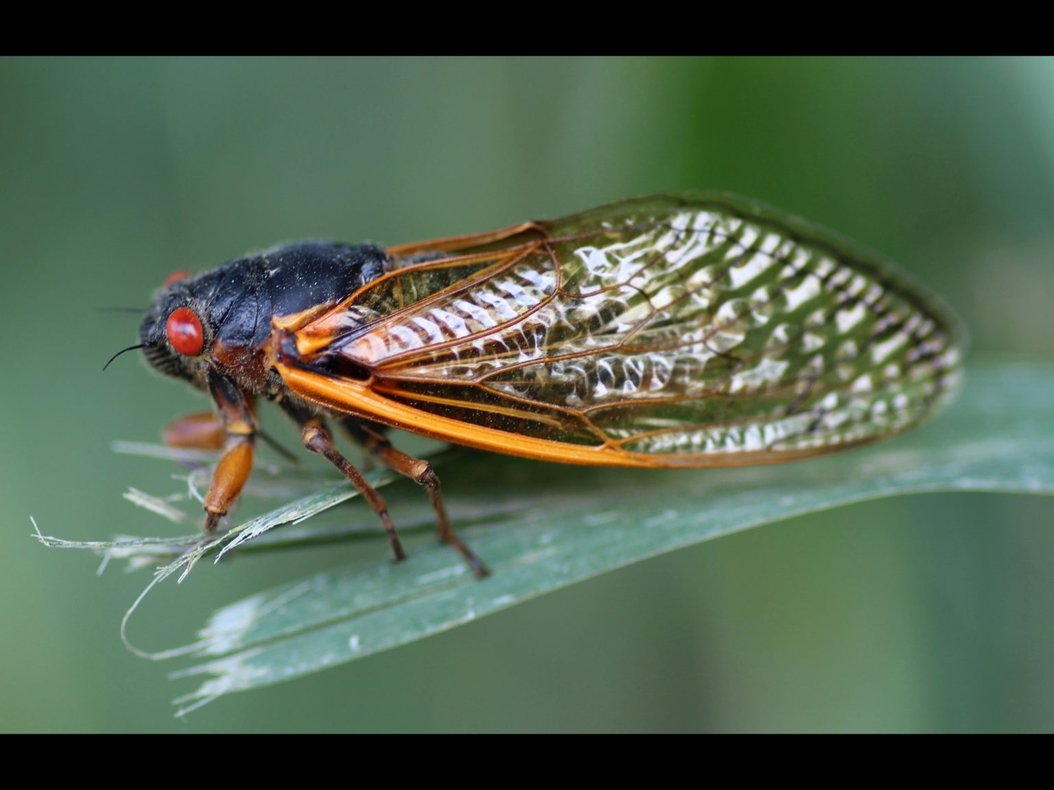 Brood X Cicadas are Coming to Ohio Scioto Post