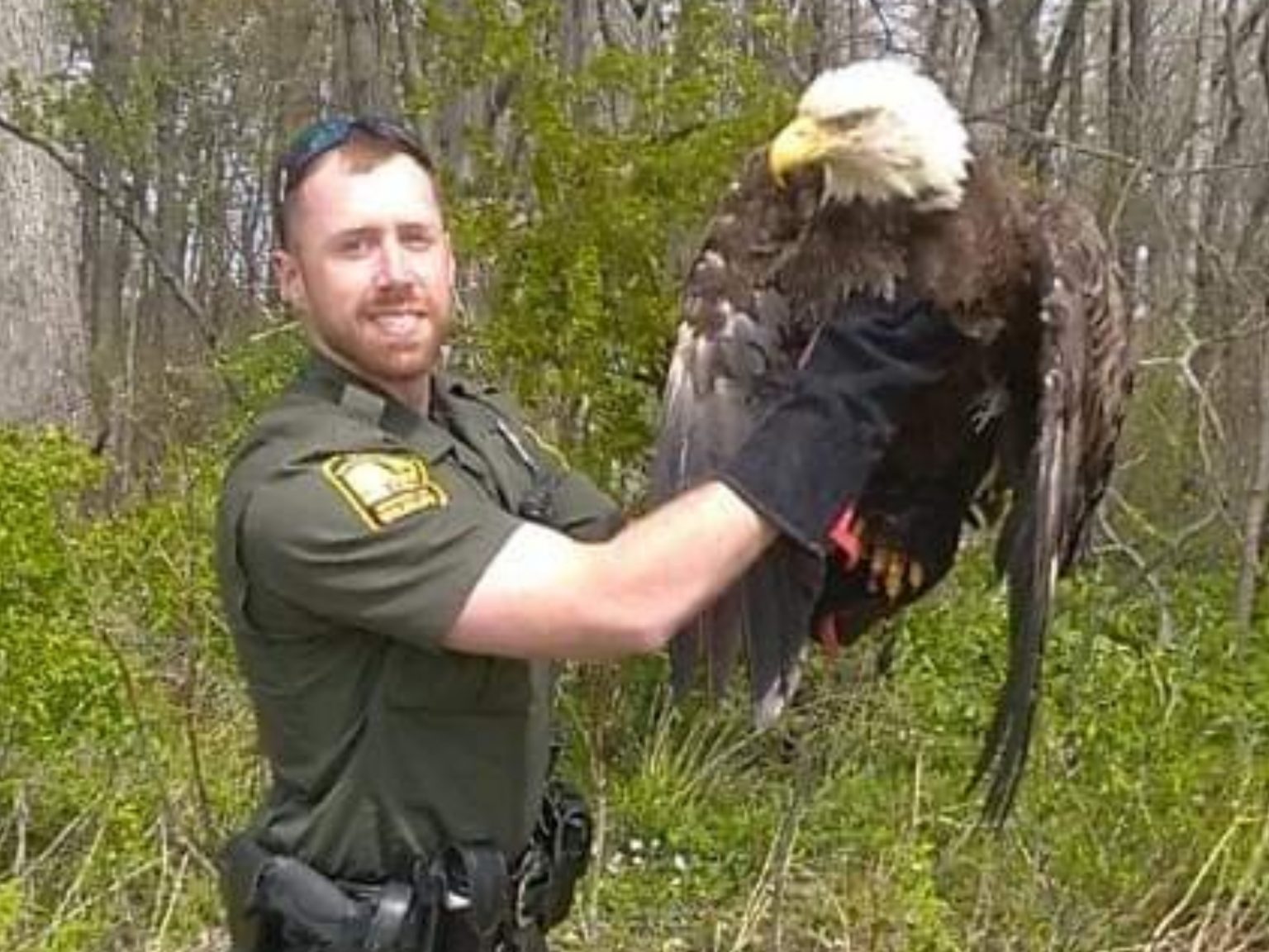 Bald Eagle Rescued and Taken to Rehab by Wildlife Officers in Ohio ...