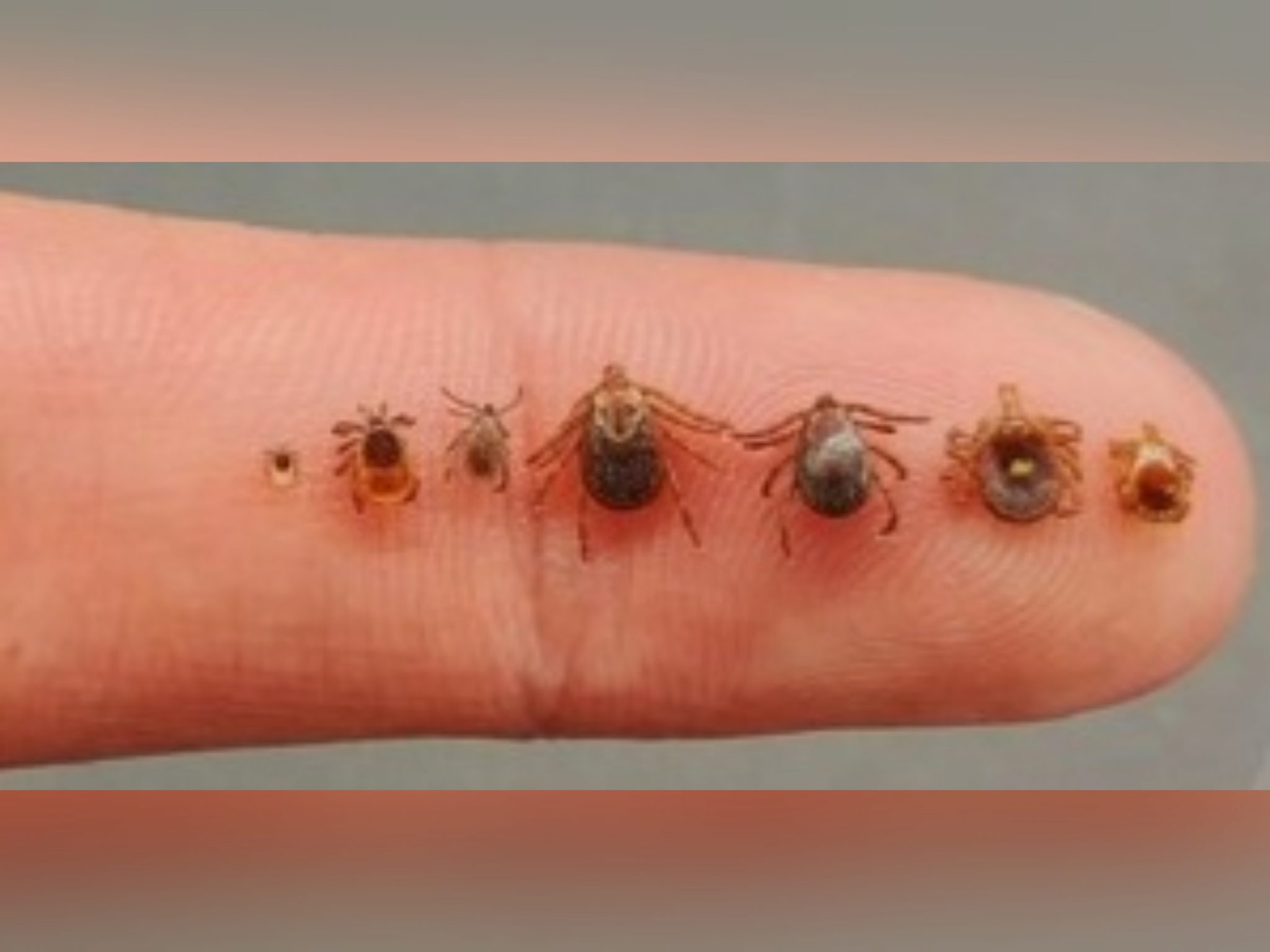 tick larvae identification ohio