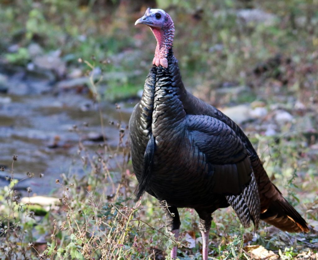 Ohio’s Fall Turkey Hunting Season Begins Soon Scioto Post