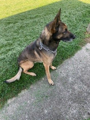 Chillicothe Police Respond to Complaint of Thin K9 Officer - Scioto Post