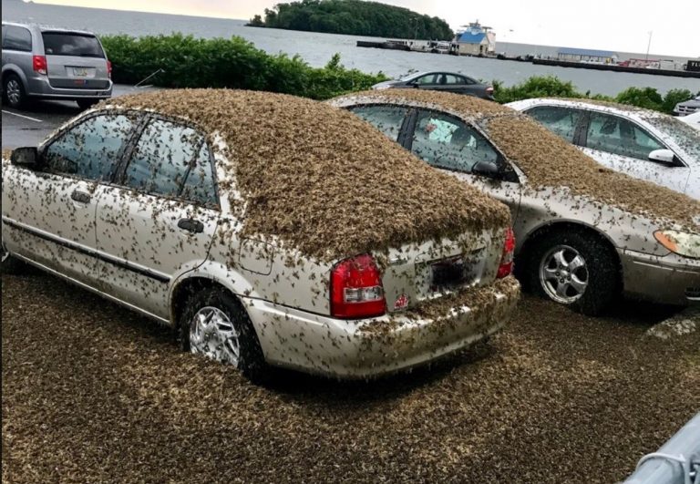 Mayflies Swarm to Port Clinton, Horde So Big it is Seen on Radar ...