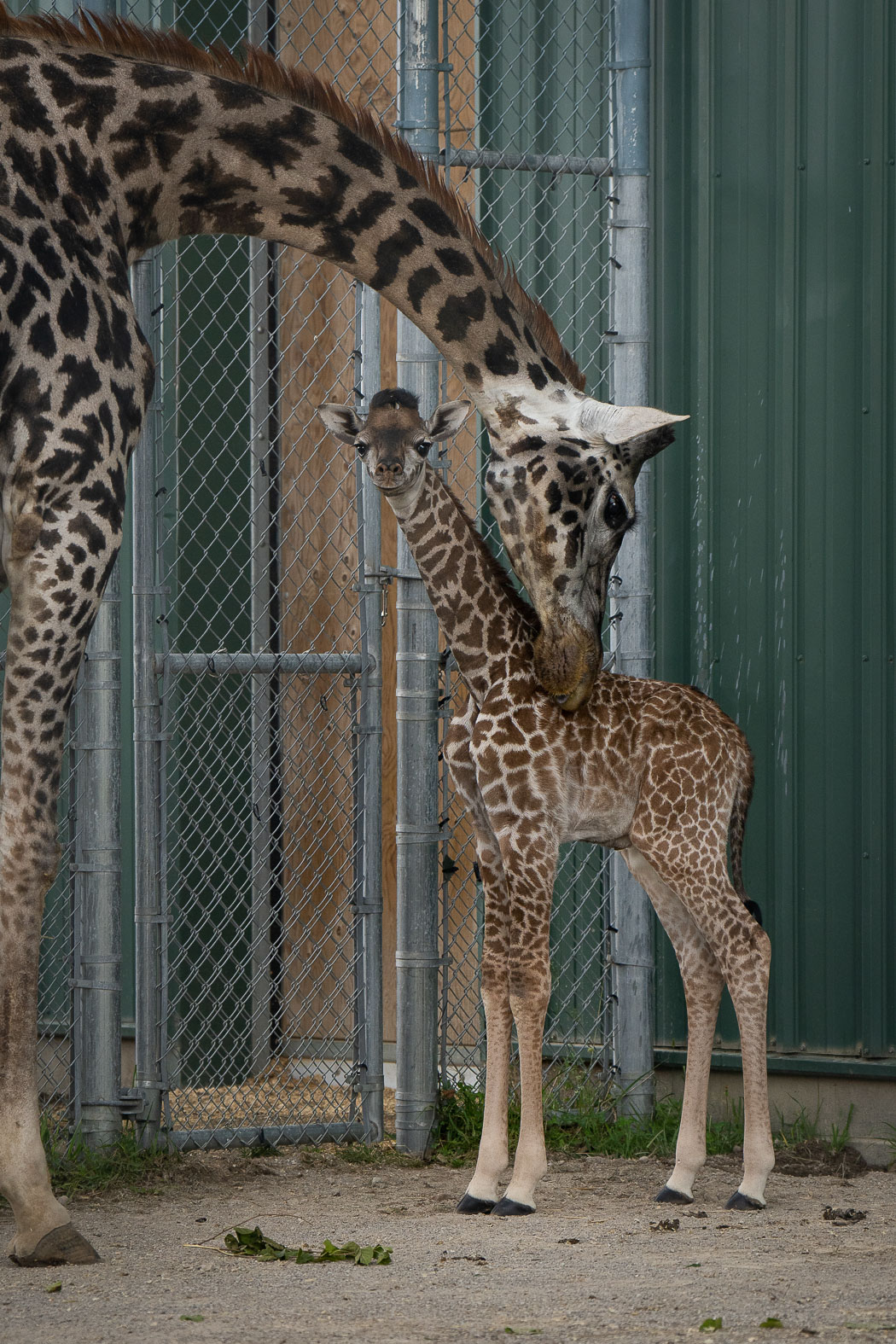 The Wilds Celebrates Birth Of Second Endangered Giraf - vrogue.co