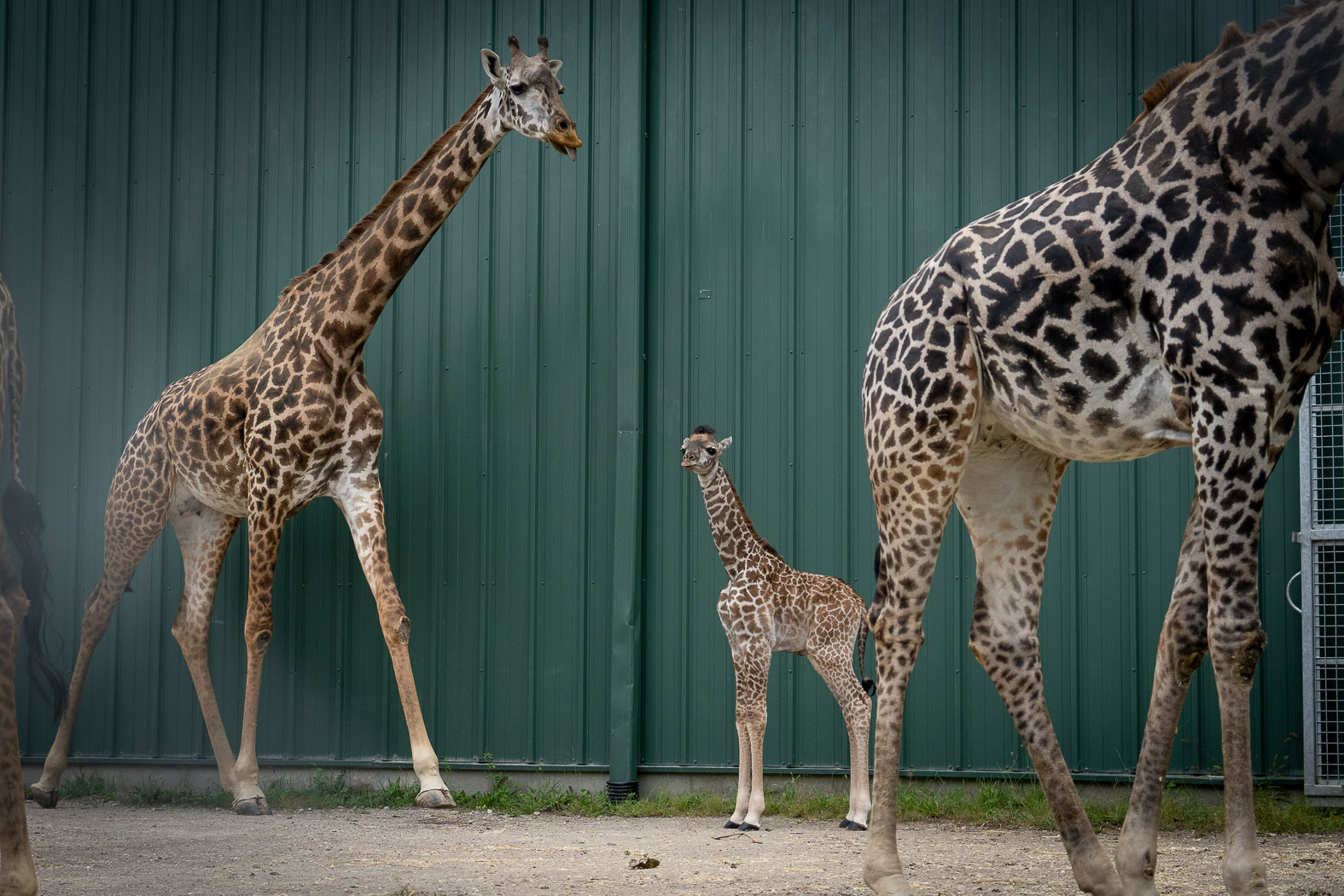 It's a Boy! Columbus Zoo Celebrates Birth of Endangered Masai Giraffe