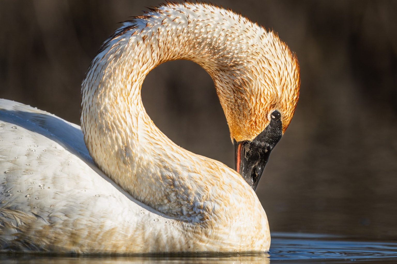 Ohio Celebrates Success: Trumpeter Swan Removed from Threatened Species ...