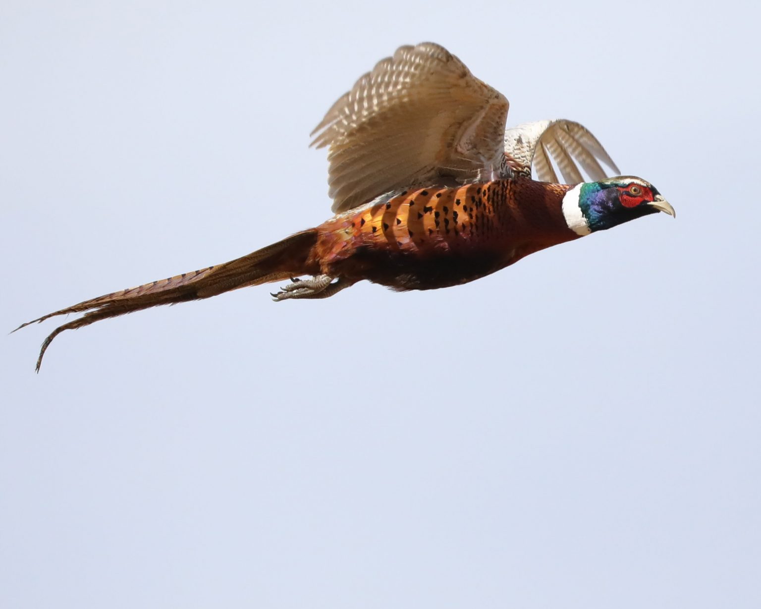 Ohio Division of Wildlife to Release Male Pheasants Across 36 Hunting ...